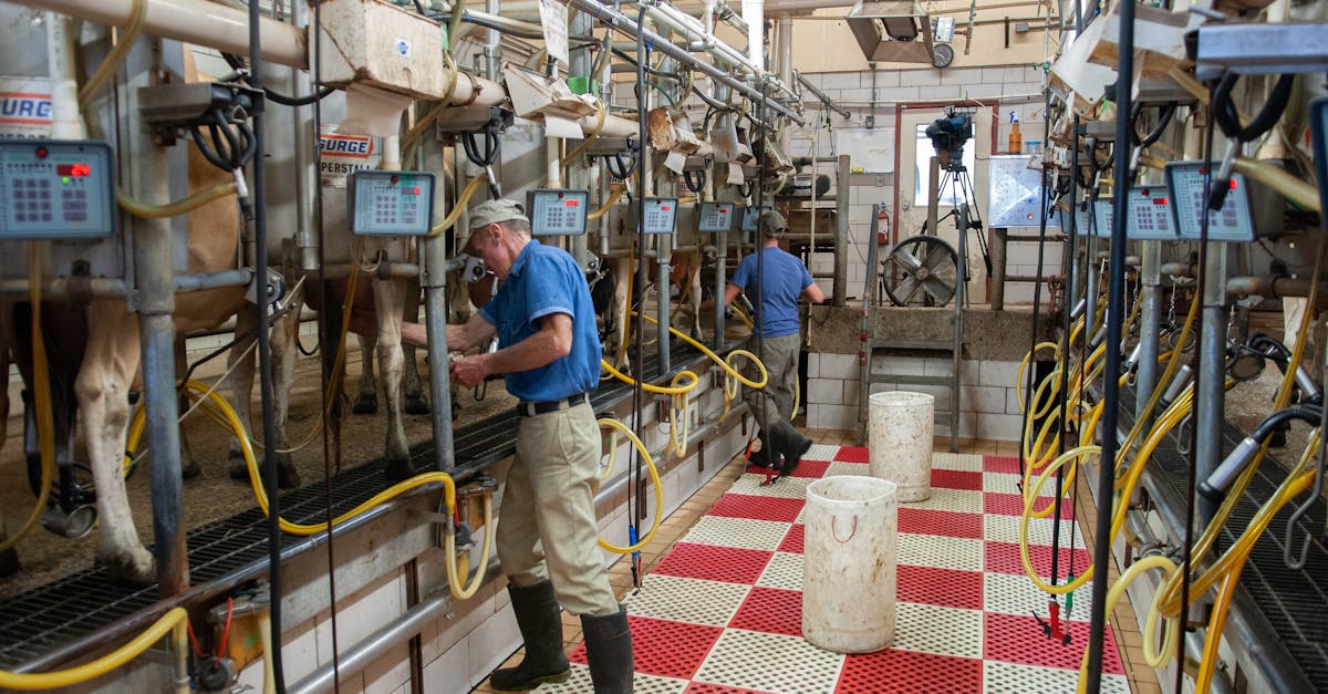Men operating milking machines at a dairy farm in Raleigh, NC.